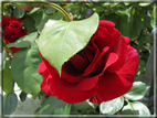 foto Fiori